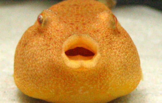 生物研究所トップ