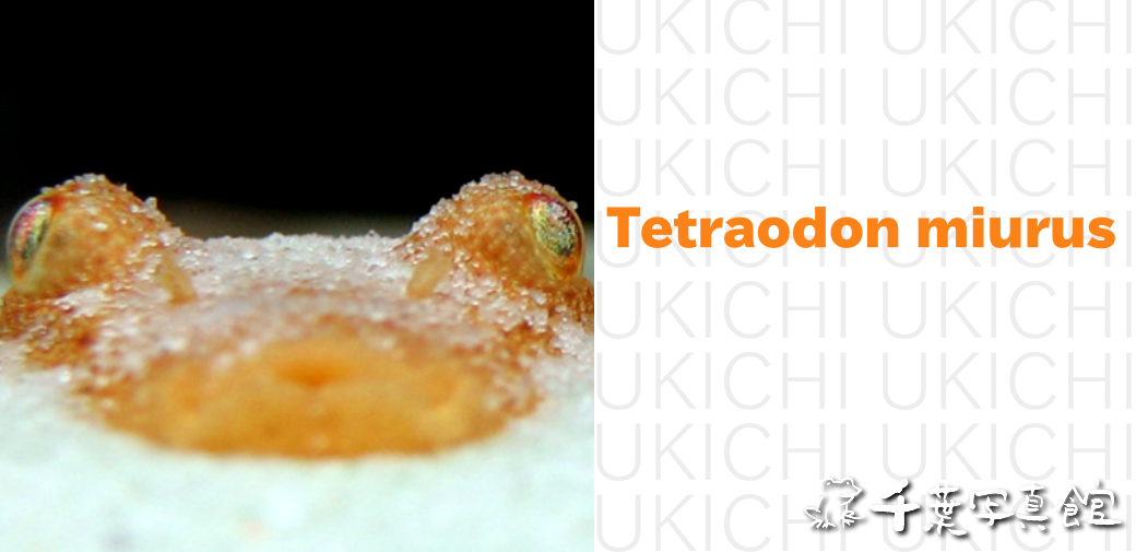 テトラオドンミウルス
