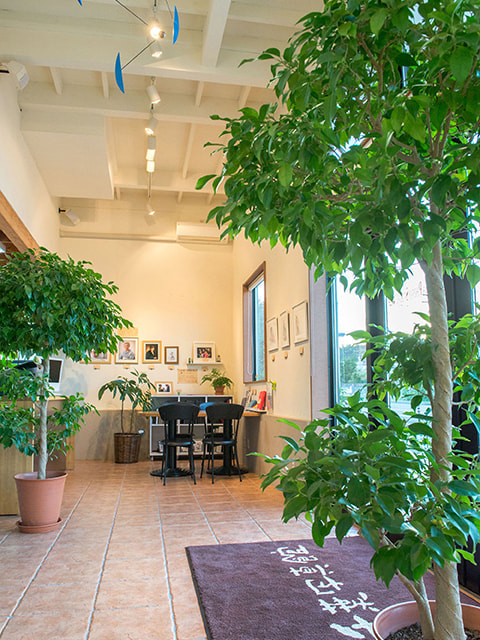 店内の植物