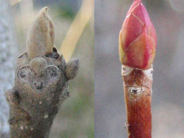 ふゆめがっしょうだん