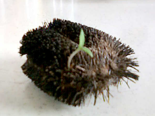 ど根性植物「たわし」日記