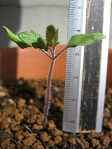 今日の成長の様子