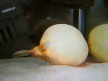 ふくれたうきち